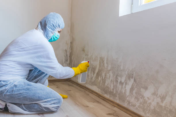Licensed Commercial Mold Remediation service in Oak Ridge, NC - WQB Mold Removal